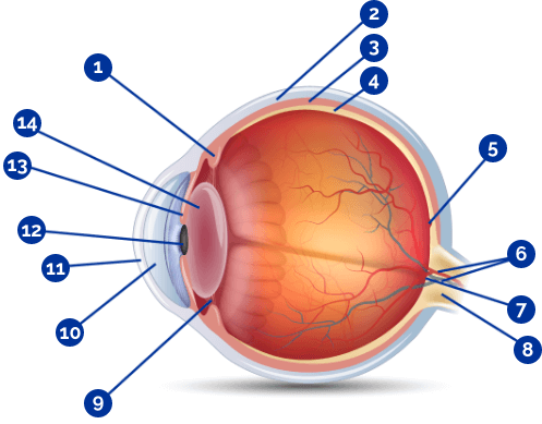 Eye graphic